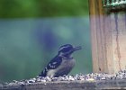 Hairy Woodpecker (5)