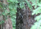 Hairy Woodpecker (7)