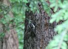 Hairy Woodpecker (8)