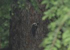 Hairy Woodpecker (9)