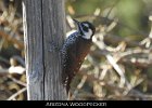 047 - 550 Arizona Woodpecker