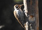Arizona Woodpecker (1)
