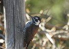 Arizona Woodpecker (10)