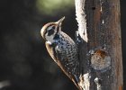 Arizona Woodpecker (2)