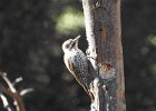 Arizona Woodpecker (3)
