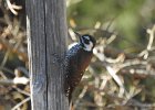 Arizona Woodpecker (4)