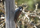 Arizona Woodpecker (5)