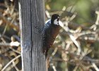 Arizona Woodpecker (6)