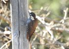 Arizona Woodpecker (7)