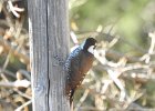 Arizona Woodpecker (8)