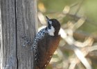 Arizona Woodpecker (9)