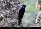 047 - 554 Black-backed Woodpecker
