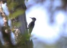 101Black backed Woodpecker