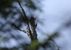 Black backed Woodpecker (13)