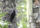 Black-backed Woodpecker (13)