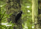 Black-backed Woodpecker (14)