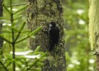Black-backed Woodpecker (15)