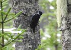 Black-backed Woodpecker (16)