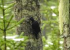 Black-backed Woodpecker (17)