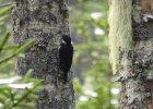 Black-backed Woodpecker (18)