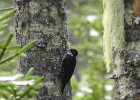 Black-backed Woodpecker (19)