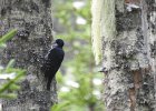 Black-backed Woodpecker (20)