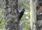 Black-backed Woodpecker (21)