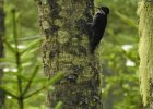 Black-backed Woodpecker (22)
