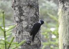 Black-backed Woodpecker (23)