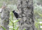Black-backed Woodpecker (24)