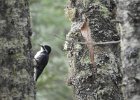 Black-backed Woodpecker (25)