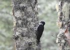 Black-backed Woodpecker (26)