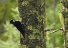 Black-backed Woodpecker (27)