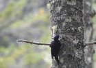 Black-backed Woodpecker (28)