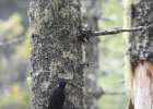 Black-backed Woodpecker (29)