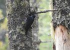 Black-backed Woodpecker (30)
