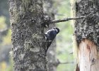 Black-backed Woodpecker (31)