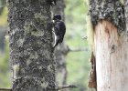 Black-backed Woodpecker (32)