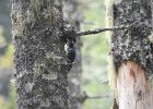 Black-backed Woodpecker (33)