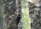 Black-backed Woodpecker (34)