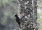 Black-backed Woodpecker (35)