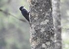 Black-backed Woodpecker (36)