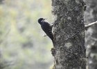 Black-backed Woodpecker (37)