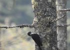 Black-backed Woodpecker (38)