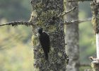 Black-backed Woodpecker (39)