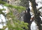 Black-backed Woodpecker (40)