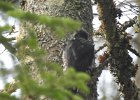 Black-backed Woodpecker (41)