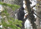 Black-backed Woodpecker (42)