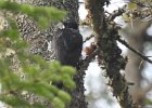 Black-backed Woodpecker (43)