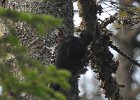 Black-backed Woodpecker (44)